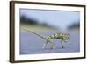 Flap-Necked Chameleon Runs across a Road-Paul Souders-Framed Photographic Print