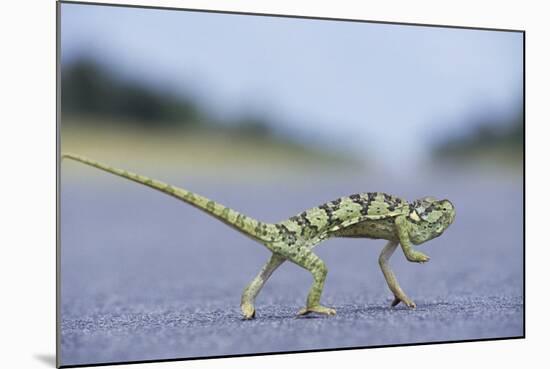 Flap-Necked Chameleon Runs across a Road-Paul Souders-Mounted Photographic Print