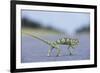 Flap-Necked Chameleon Runs across a Road-Paul Souders-Framed Photographic Print