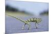 Flap-Necked Chameleon Runs across a Road-Paul Souders-Mounted Photographic Print