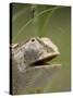 Flap Necked Chameleon Stares Up at Nearby Ant in Tall Grass, Caprivi Strip, Namibia-Paul Souders-Stretched Canvas