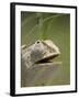 Flap Necked Chameleon Stares Up at Nearby Ant in Tall Grass, Caprivi Strip, Namibia-Paul Souders-Framed Photographic Print