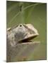 Flap Necked Chameleon Stares Up at Nearby Ant in Tall Grass, Caprivi Strip, Namibia-Paul Souders-Mounted Photographic Print