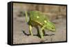 Flap-Necked Chameleon-Paul Souders-Framed Stretched Canvas