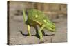 Flap-Necked Chameleon-Paul Souders-Stretched Canvas