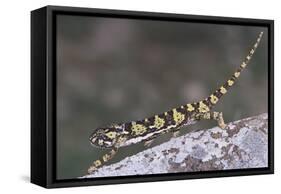 Flap-Necked Chameleon-DLILLC-Framed Stretched Canvas