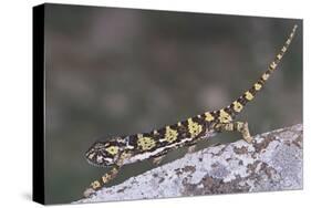 Flap-Necked Chameleon-DLILLC-Stretched Canvas