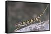 Flap-Necked Chameleon-DLILLC-Framed Stretched Canvas