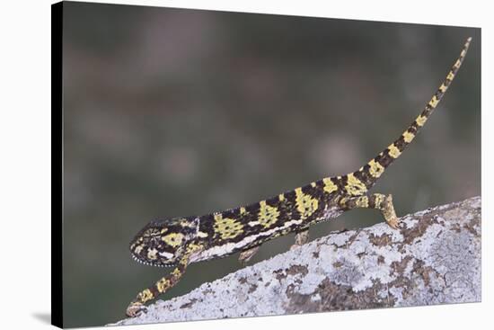 Flap-Necked Chameleon-DLILLC-Stretched Canvas