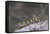 Flap-Necked Chameleon-DLILLC-Framed Stretched Canvas