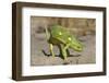 Flap-Necked Chameleon-Paul Souders-Framed Photographic Print