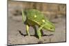 Flap-Necked Chameleon-Paul Souders-Mounted Photographic Print