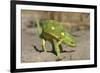 Flap-Necked Chameleon-Paul Souders-Framed Photographic Print