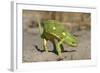 Flap-Necked Chameleon-Paul Souders-Framed Photographic Print