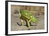 Flap-Necked Chameleon-Paul Souders-Framed Photographic Print