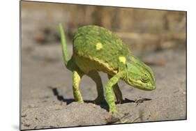 Flap-Necked Chameleon-Paul Souders-Mounted Photographic Print