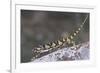 Flap-Necked Chameleon-DLILLC-Framed Photographic Print