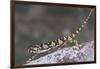 Flap-Necked Chameleon-DLILLC-Framed Photographic Print