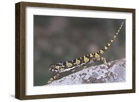 Flap-Necked Chameleon-DLILLC-Framed Photographic Print