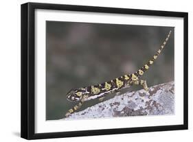 Flap-Necked Chameleon-DLILLC-Framed Photographic Print