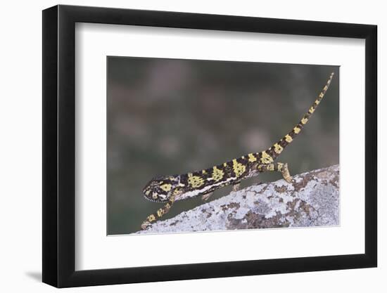 Flap-Necked Chameleon-DLILLC-Framed Photographic Print