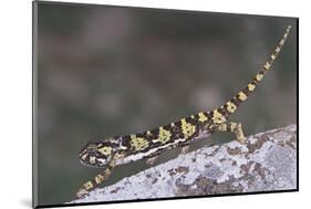 Flap-Necked Chameleon-DLILLC-Mounted Photographic Print