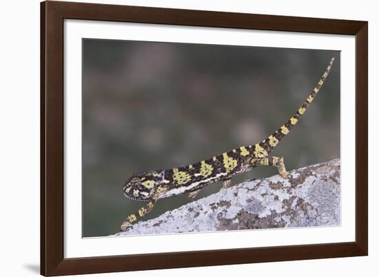 Flap-Necked Chameleon-DLILLC-Framed Photographic Print