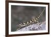 Flap-Necked Chameleon-DLILLC-Framed Photographic Print