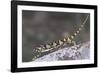 Flap-Necked Chameleon-DLILLC-Framed Photographic Print