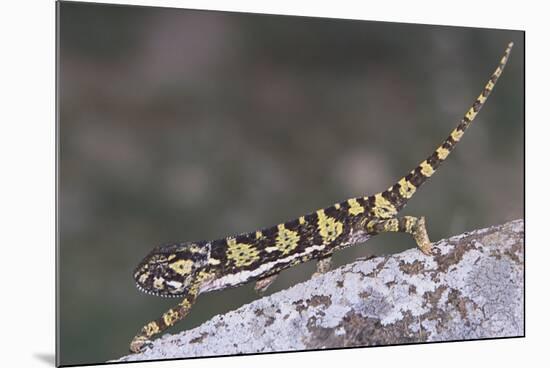 Flap-Necked Chameleon-DLILLC-Mounted Photographic Print