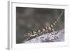 Flap-Necked Chameleon-DLILLC-Framed Photographic Print