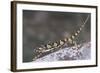 Flap-Necked Chameleon-DLILLC-Framed Photographic Print