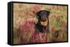 Flat-Coated Retriever in Glasswort (Red) and Salt Grass in Salt Marsh, Waterford-Lynn M^ Stone-Framed Stretched Canvas