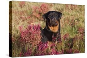 Flat-Coated Retriever in Glasswort (Red) and Salt Grass in Salt Marsh, Waterford-Lynn M^ Stone-Stretched Canvas