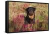 Flat-Coated Retriever in Glasswort (Red) and Salt Grass in Salt Marsh, Waterford-Lynn M^ Stone-Framed Stretched Canvas