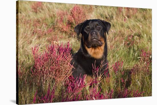 Flat-Coated Retriever in Glasswort (Red) and Salt Grass in Salt Marsh, Waterford-Lynn M^ Stone-Stretched Canvas