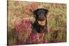 Flat-Coated Retriever in Glasswort (Red) and Salt Grass in Salt Marsh, Waterford-Lynn M^ Stone-Stretched Canvas