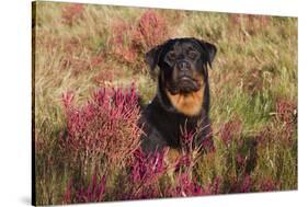 Flat-Coated Retriever in Glasswort (Red) and Salt Grass in Salt Marsh, Waterford-Lynn M^ Stone-Stretched Canvas