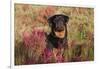 Flat-Coated Retriever in Glasswort (Red) and Salt Grass in Salt Marsh, Waterford-Lynn M^ Stone-Framed Photographic Print