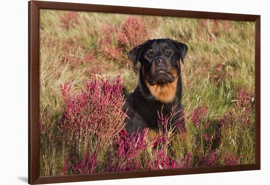 Flat-Coated Retriever in Glasswort (Red) and Salt Grass in Salt Marsh, Waterford-Lynn M^ Stone-Framed Photographic Print