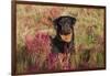 Flat-Coated Retriever in Glasswort (Red) and Salt Grass in Salt Marsh, Waterford-Lynn M^ Stone-Framed Photographic Print