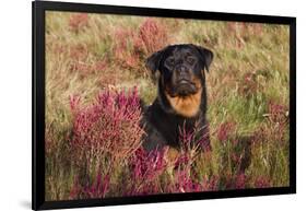 Flat-Coated Retriever in Glasswort (Red) and Salt Grass in Salt Marsh, Waterford-Lynn M^ Stone-Framed Photographic Print