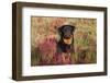 Flat-Coated Retriever in Glasswort (Red) and Salt Grass in Salt Marsh, Waterford-Lynn M^ Stone-Framed Photographic Print