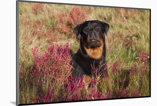 Flat-Coated Retriever in Glasswort (Red) and Salt Grass in Salt Marsh, Waterford-Lynn M^ Stone-Mounted Photographic Print