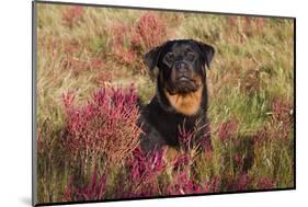 Flat-Coated Retriever in Glasswort (Red) and Salt Grass in Salt Marsh, Waterford-Lynn M^ Stone-Mounted Photographic Print