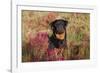 Flat-Coated Retriever in Glasswort (Red) and Salt Grass in Salt Marsh, Waterford-Lynn M^ Stone-Framed Photographic Print