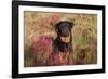 Flat-Coated Retriever in Glasswort (Red) and Salt Grass in Salt Marsh, Waterford-Lynn M^ Stone-Framed Photographic Print