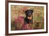 Flat-Coated Retriever in Glasswort (Red) and Salt Grass in Salt Marsh, Waterford-Lynn M^ Stone-Framed Photographic Print