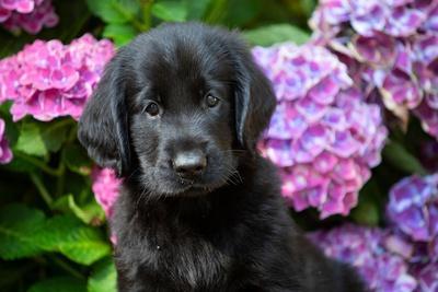 Flat coat on sale retriever puppies