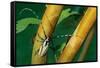 flat-faced longhorn beetle on branch, mexico-claudio contreras-Framed Stretched Canvas